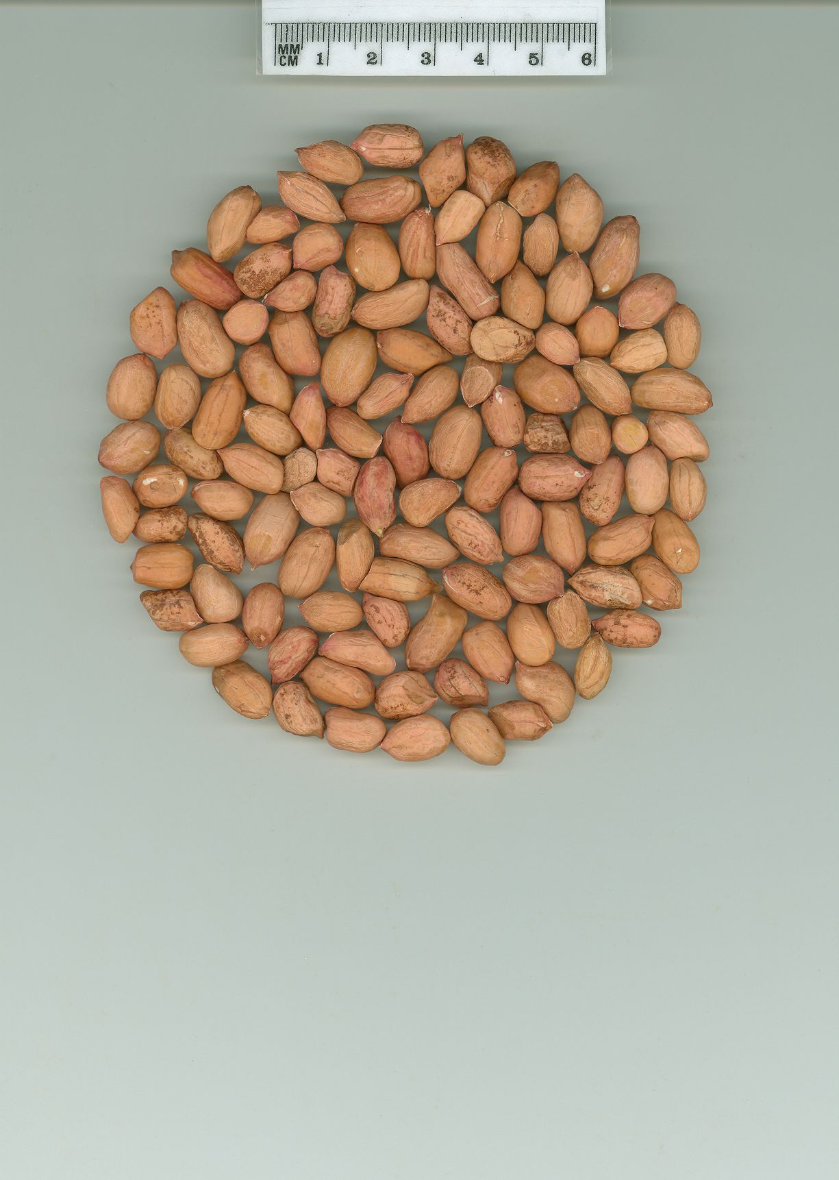 Click for 4 image(s) for this accession. SEED