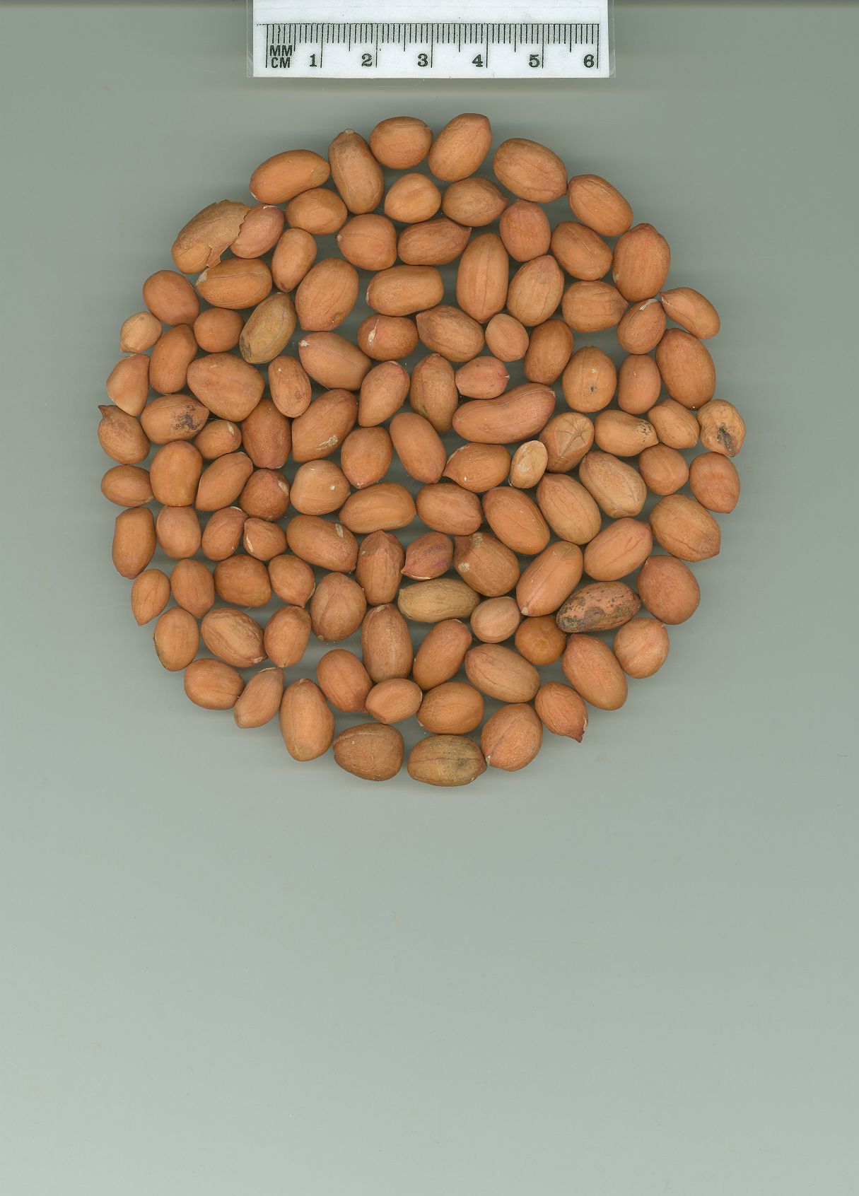 Click for 1 image(s) for this accession. SEED