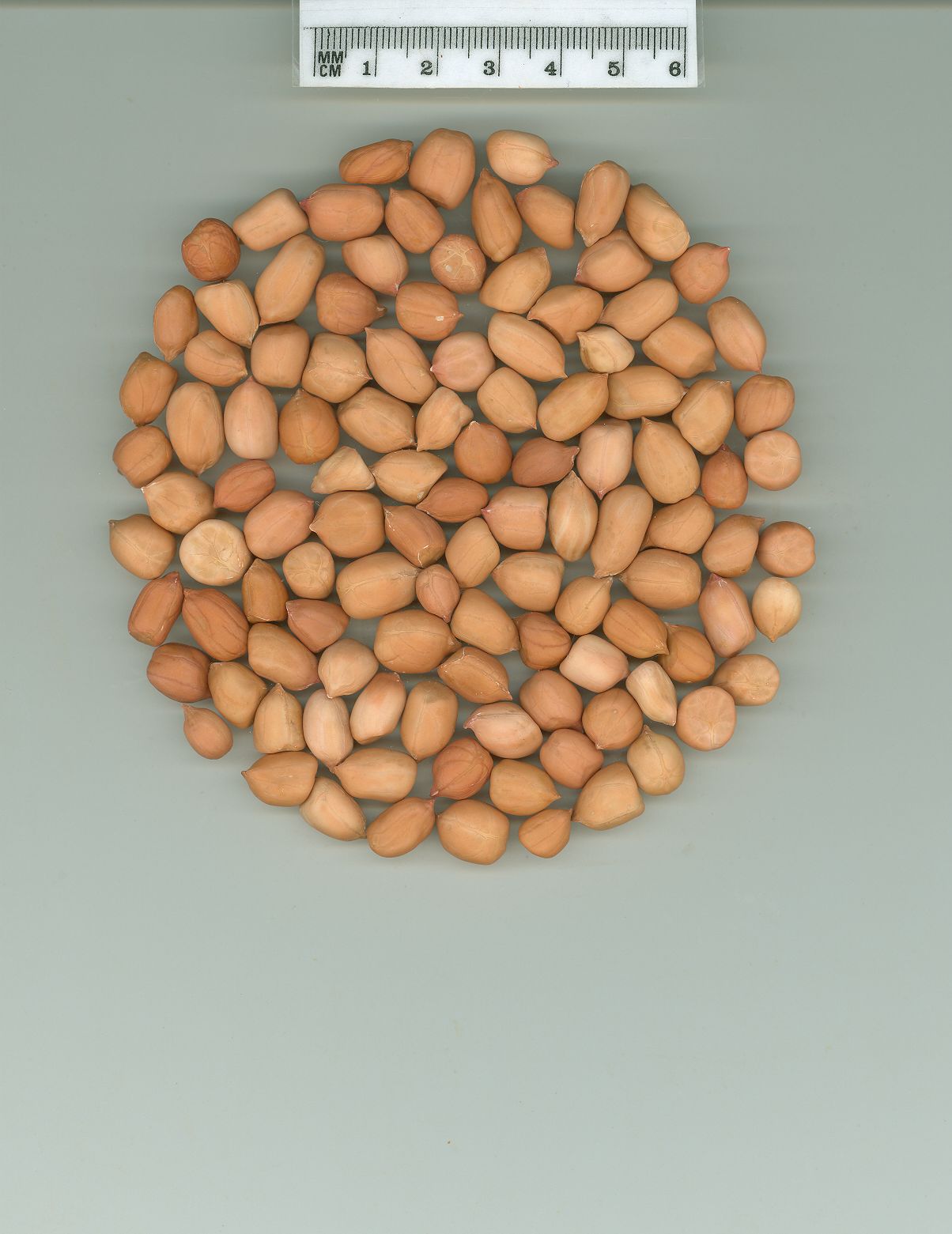 Click for 1 image(s) for this accession. SEED