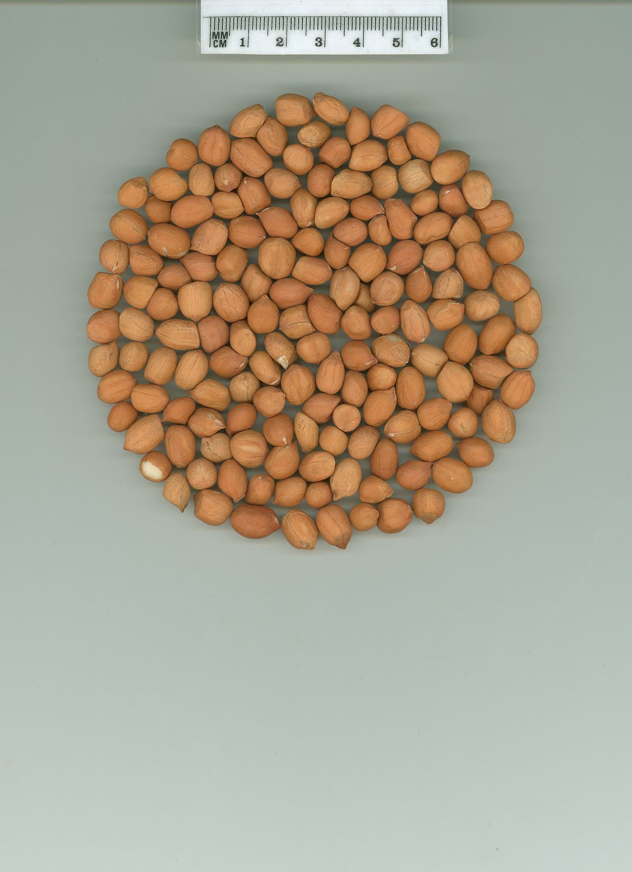 Click for 1 image(s) for this accession. SEED