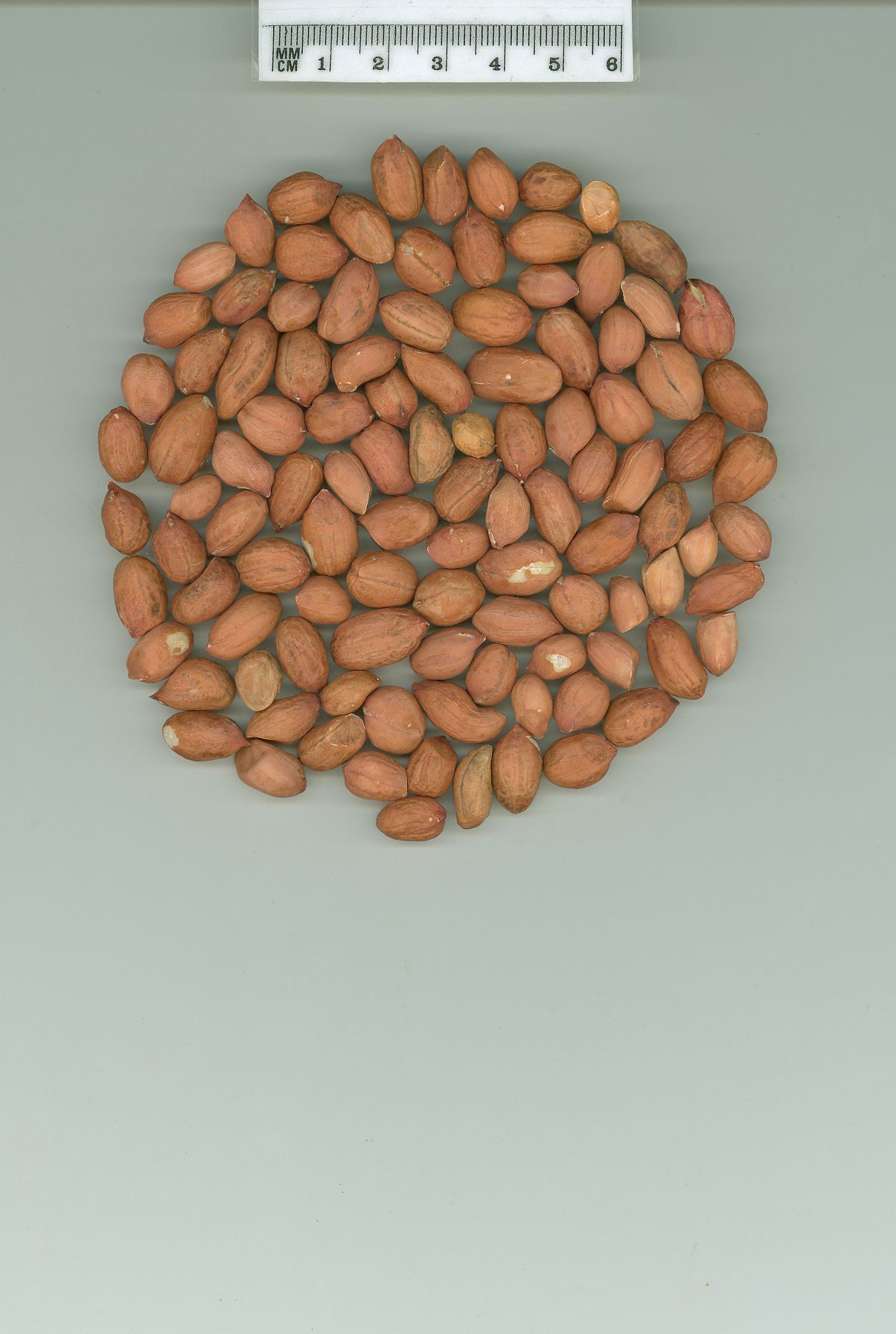 Click for 1 image(s) for this accession. SEED
