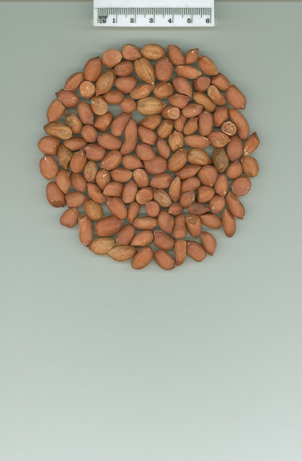 Click for 1 image(s) for this accession. SEED