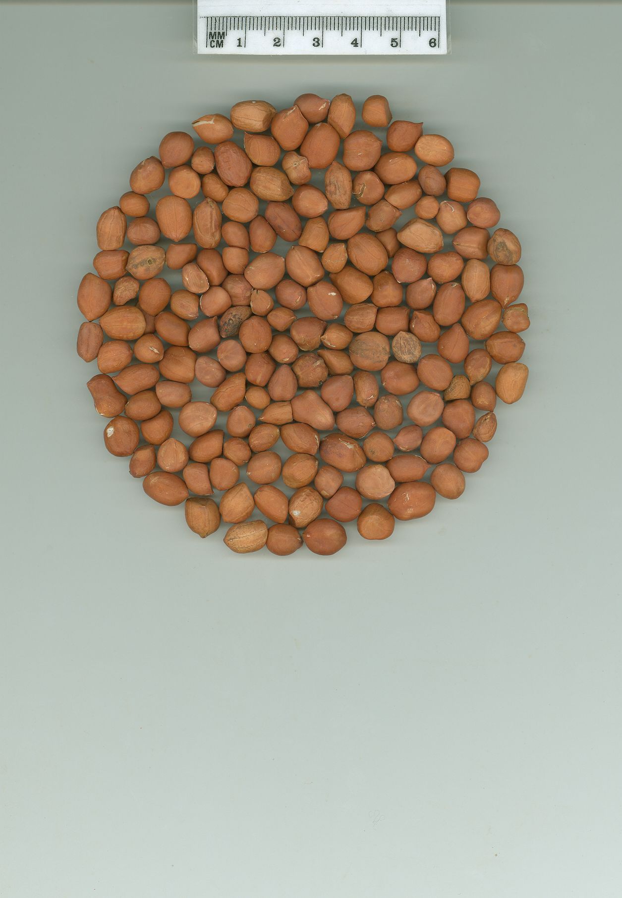 Click for 1 image(s) for this accession. SEED