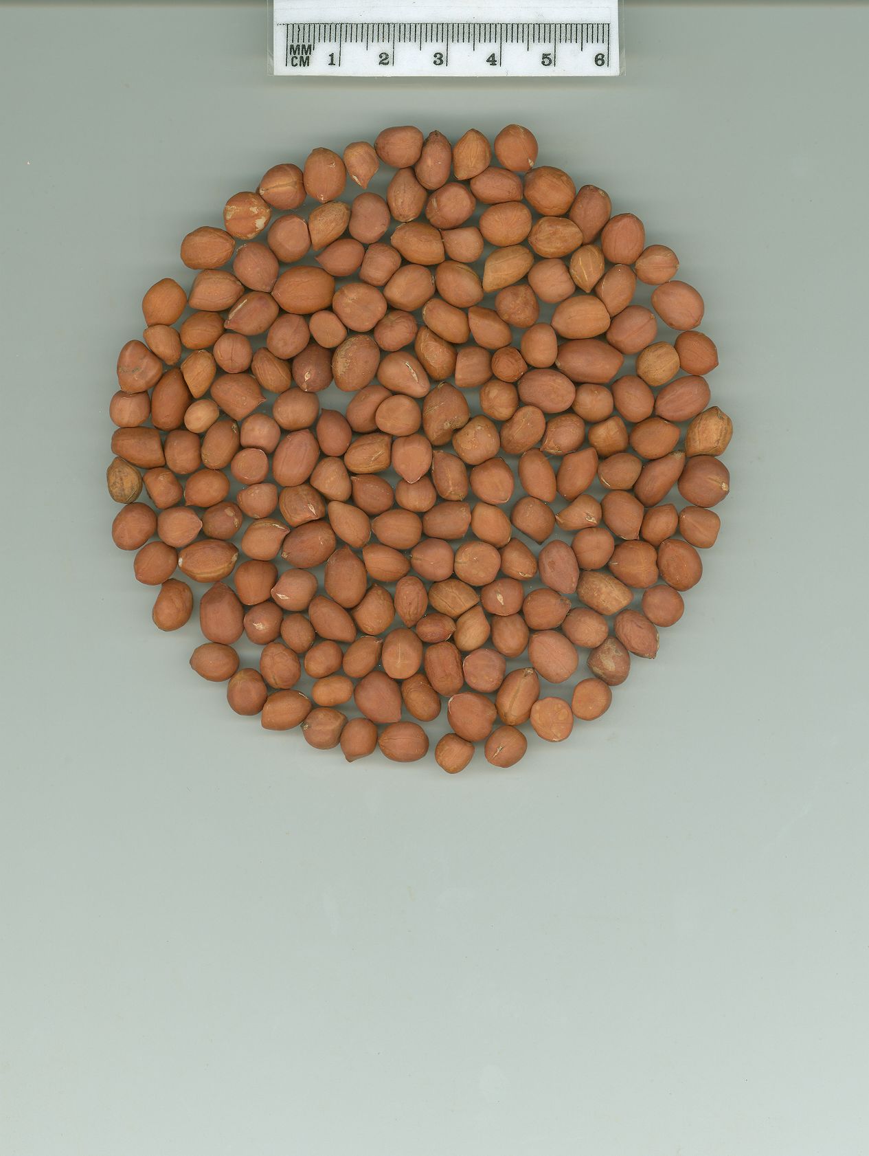 Click for 1 image(s) for this accession. SEED