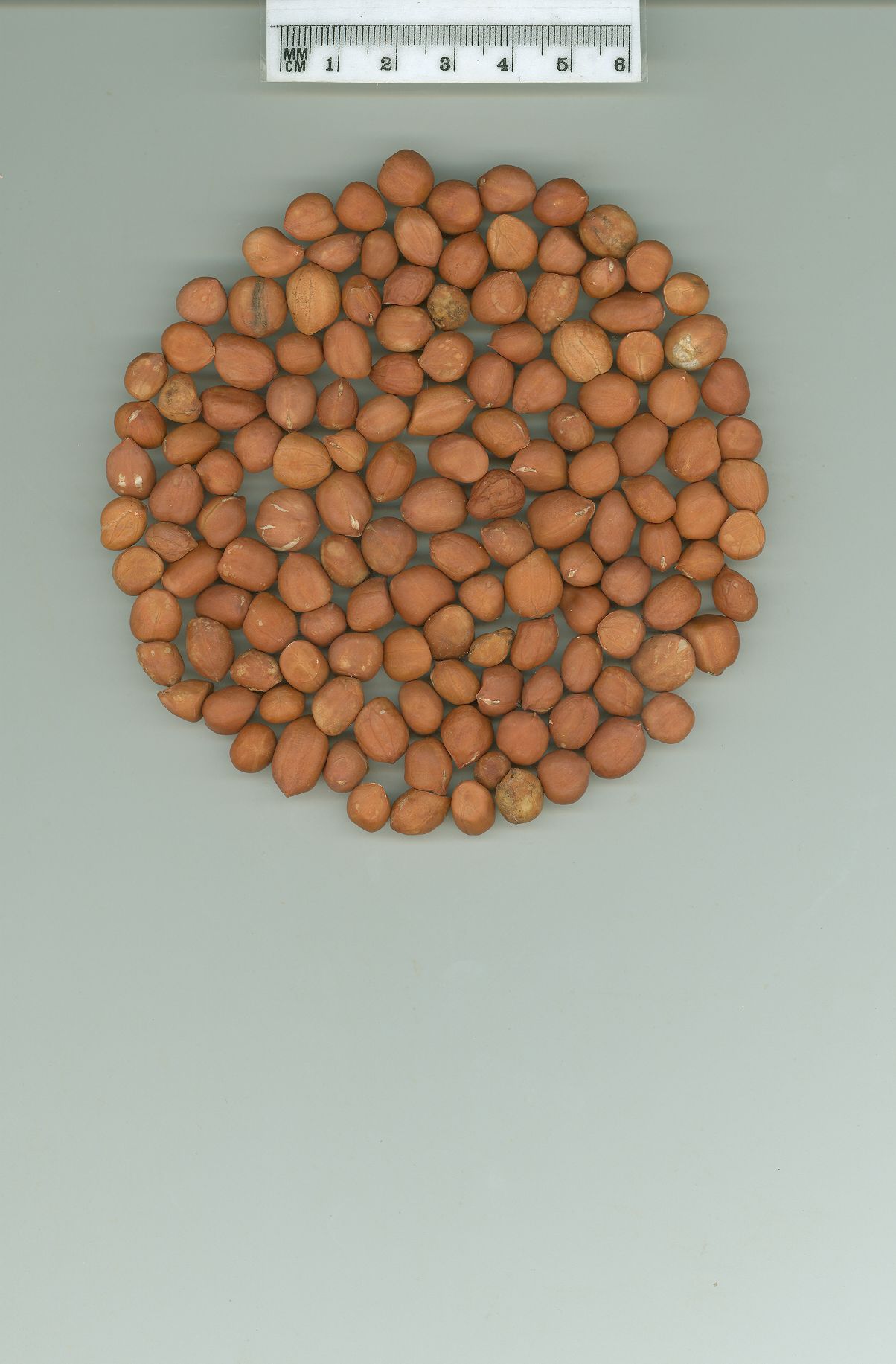 Click for 1 image(s) for this accession. SEED