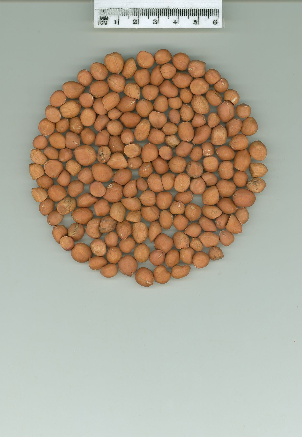 Click for 1 image(s) for this accession. SEED