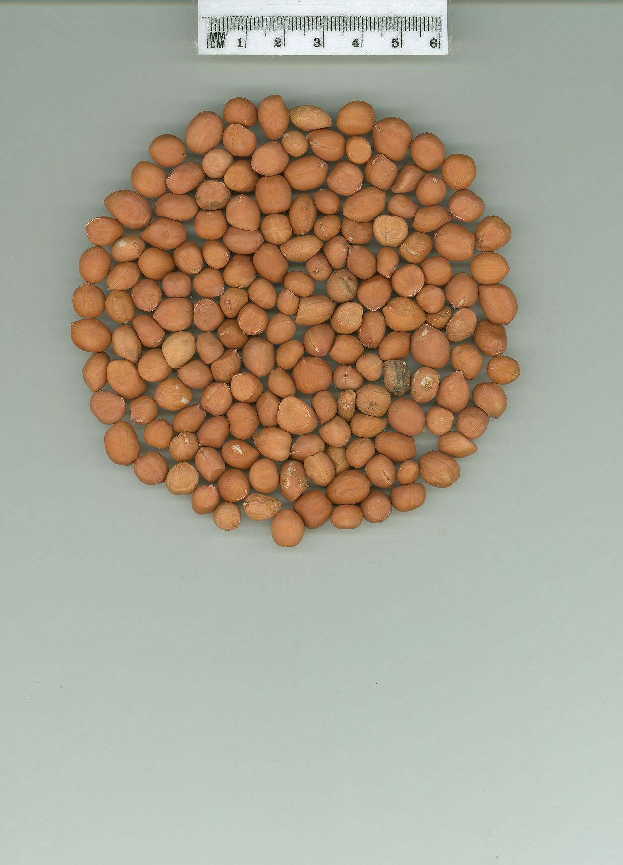 Click for 1 image(s) for this accession. SEED