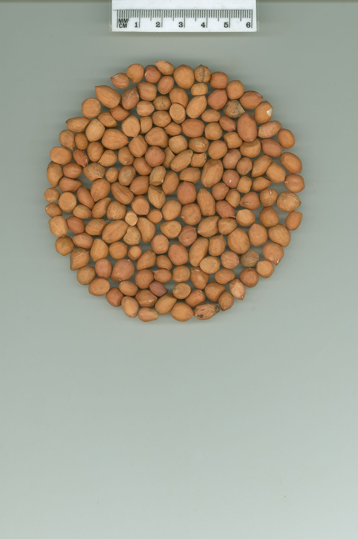 Click for 1 image(s) for this accession. SEED