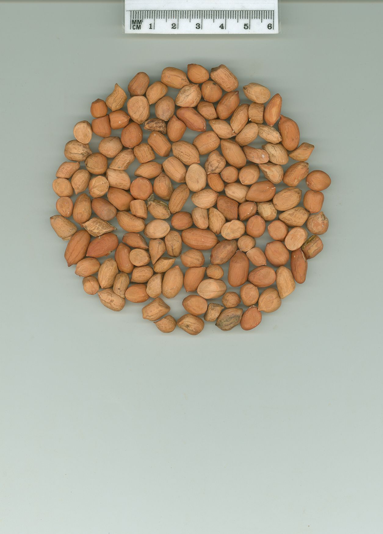 Click for 1 image(s) for this accession. SEED