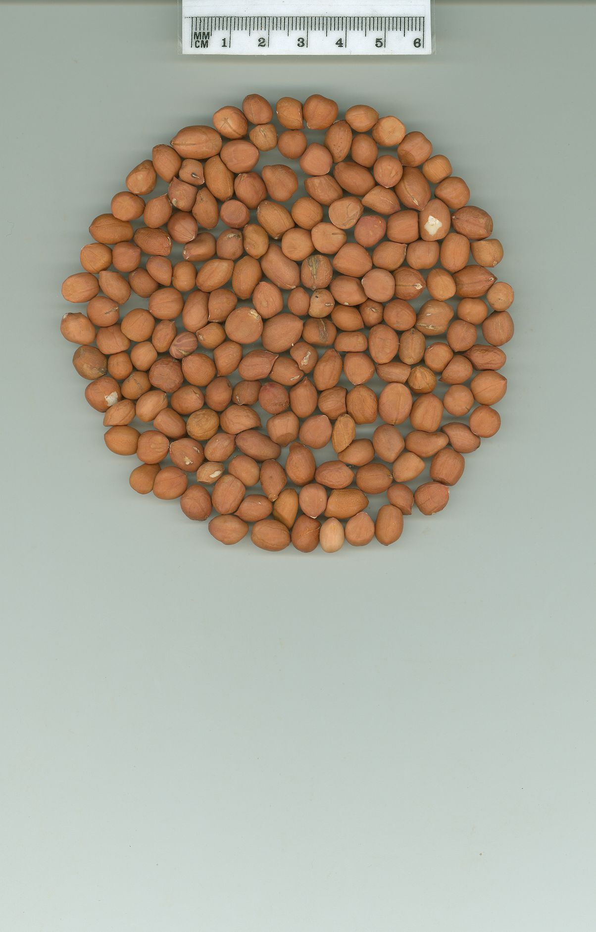 Click for 1 image(s) for this accession. SEED
