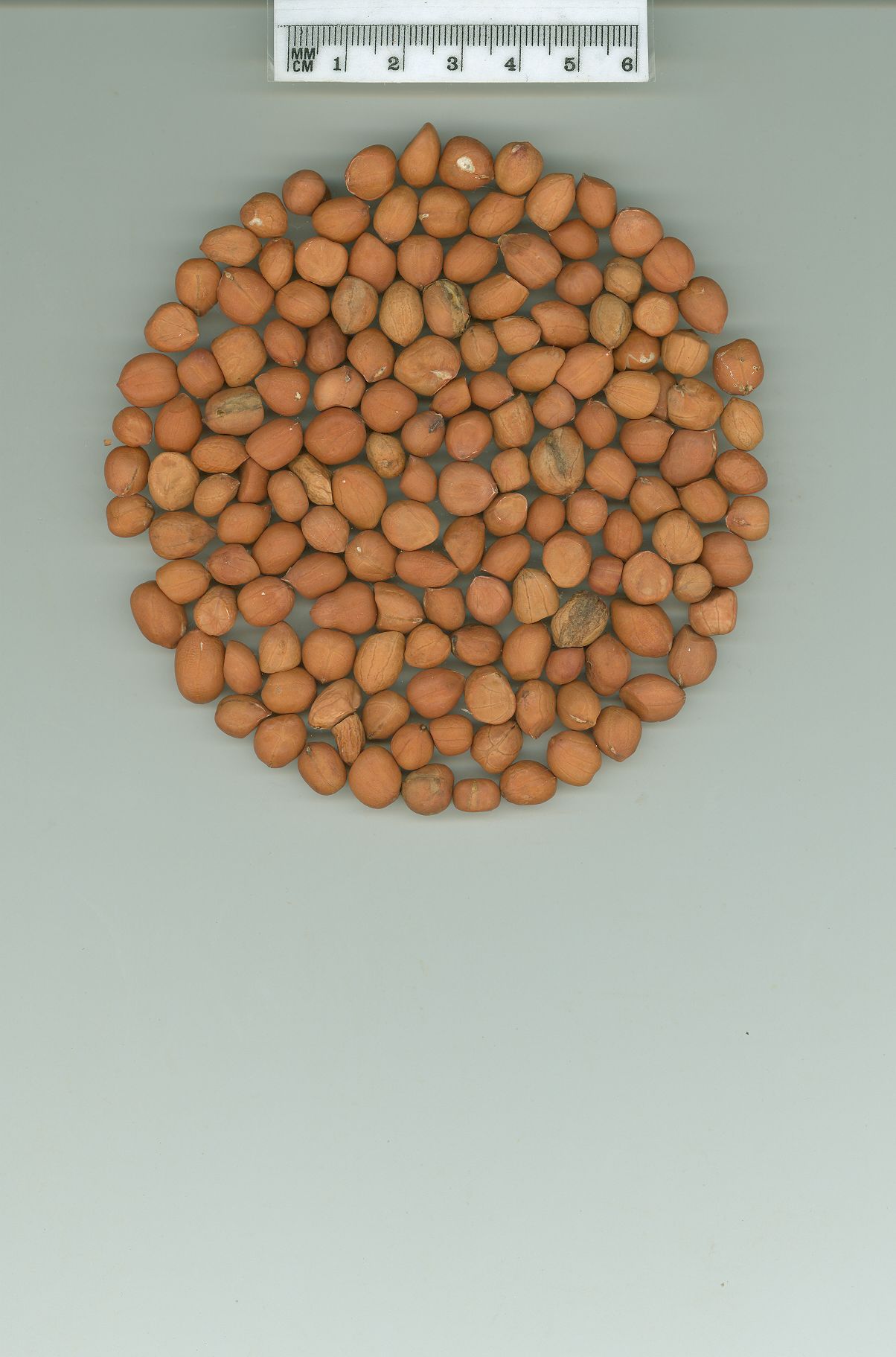 Click for 1 image(s) for this accession. SEED