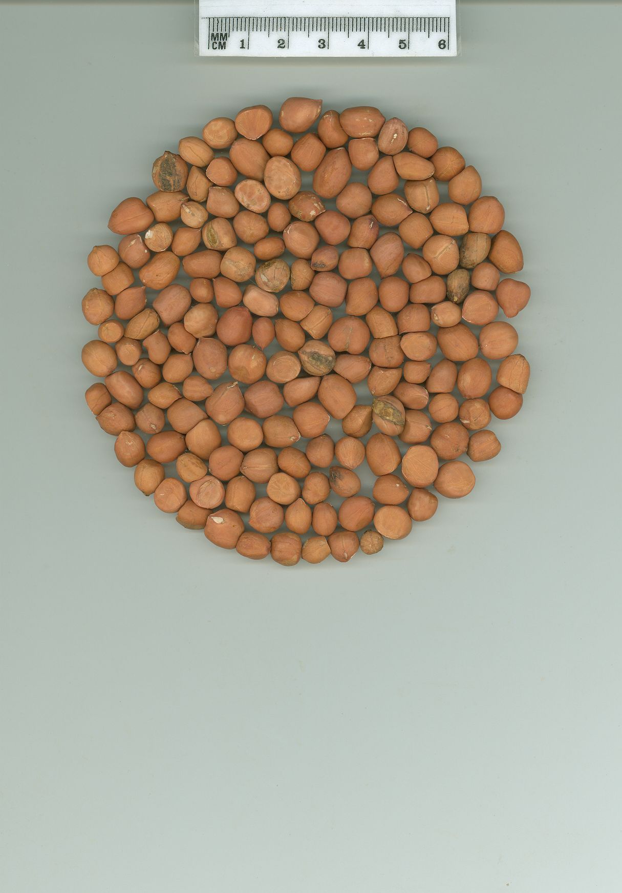 Click for 1 image(s) for this accession. SEED