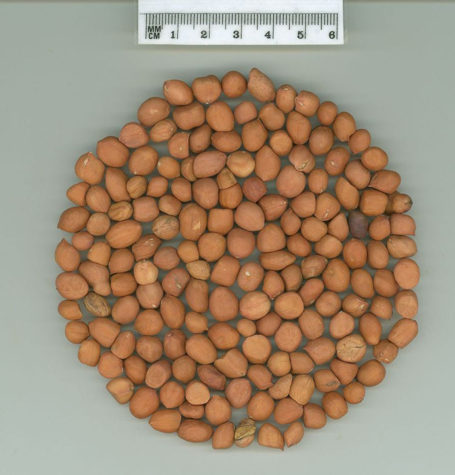 Click for 1 image(s) for this accession. SEED