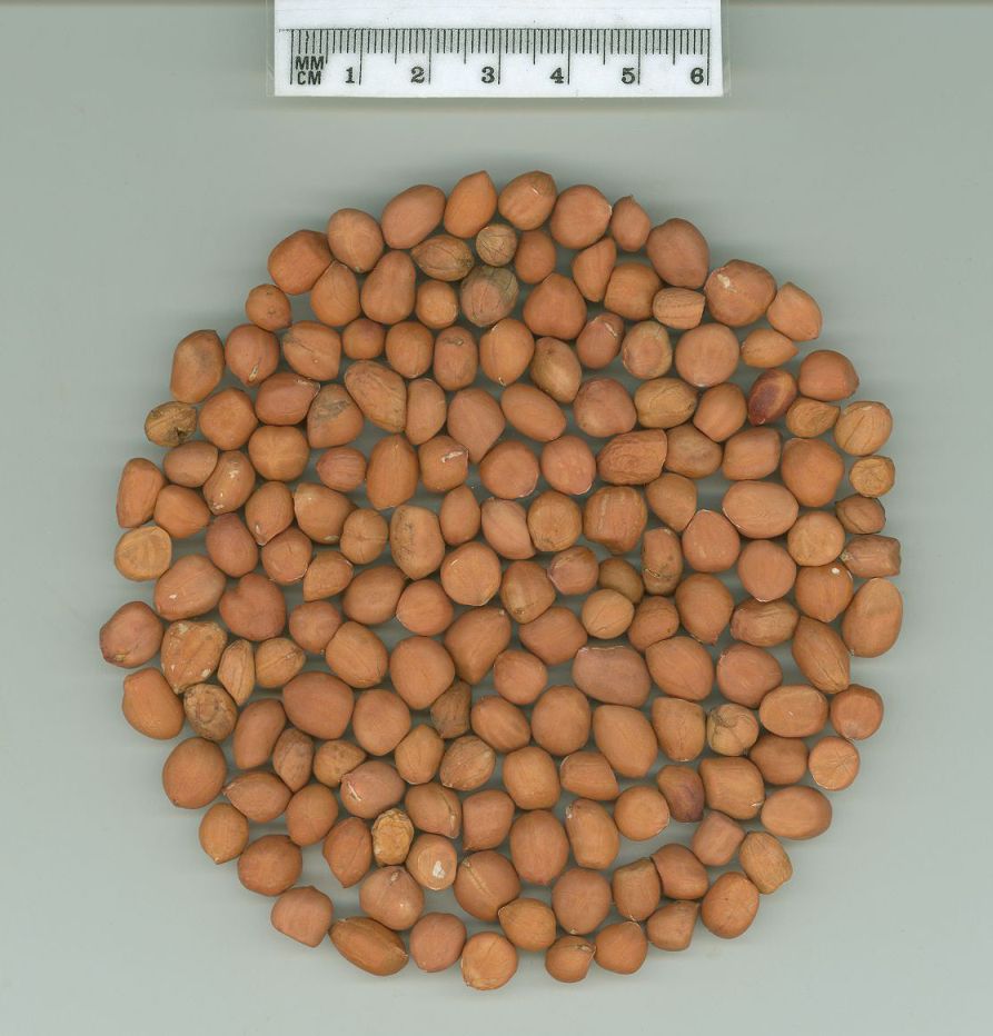 Click for 1 image(s) for this accession. SEED