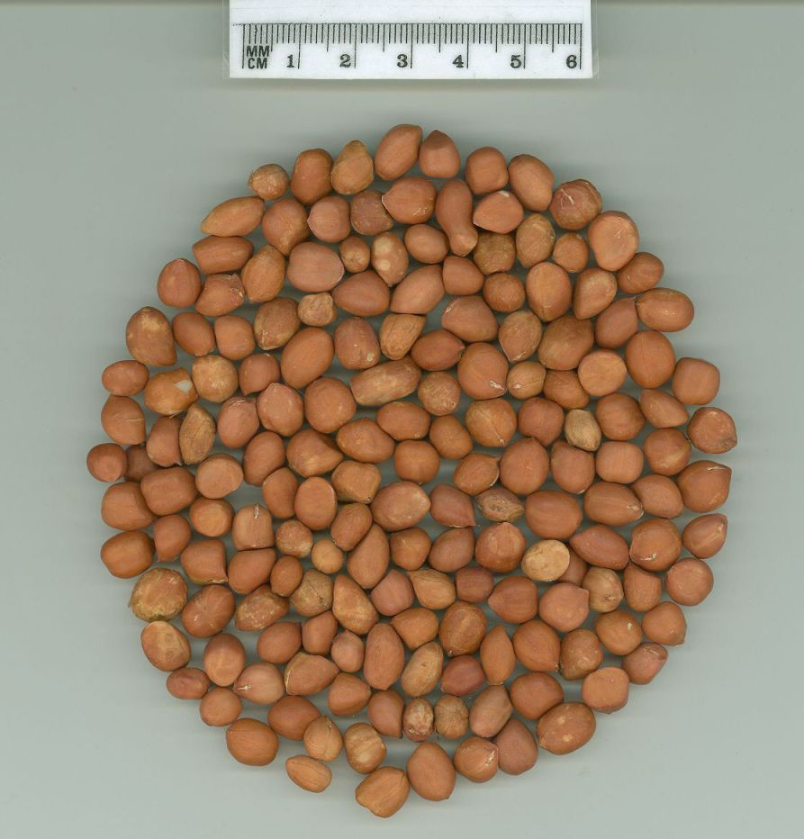Click for 1 image(s) for this accession. SEED
