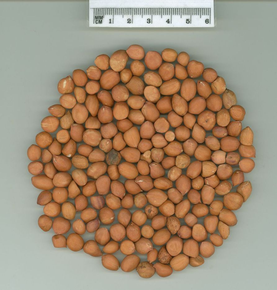 Click for 1 image(s) for this accession. SEED