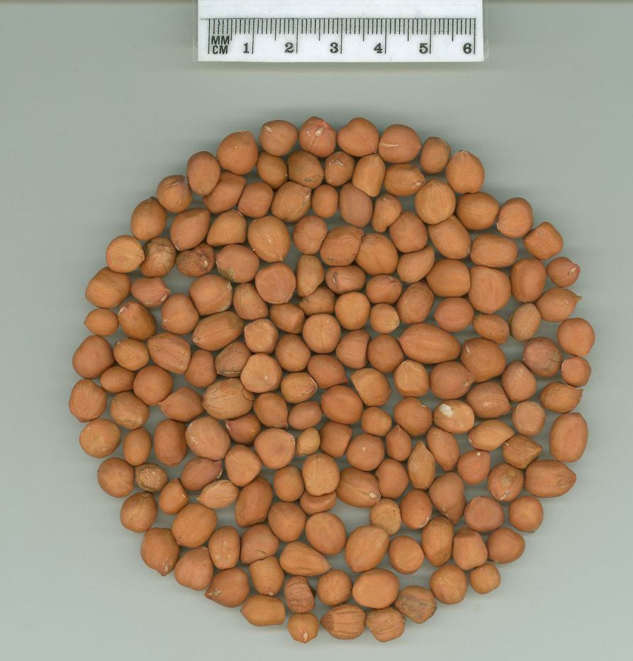 Click for 1 image(s) for this accession. SEED
