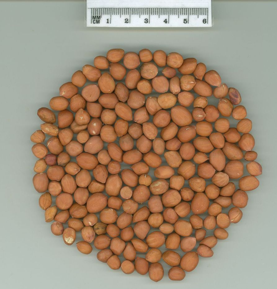 Click for 1 image(s) for this accession. SEED