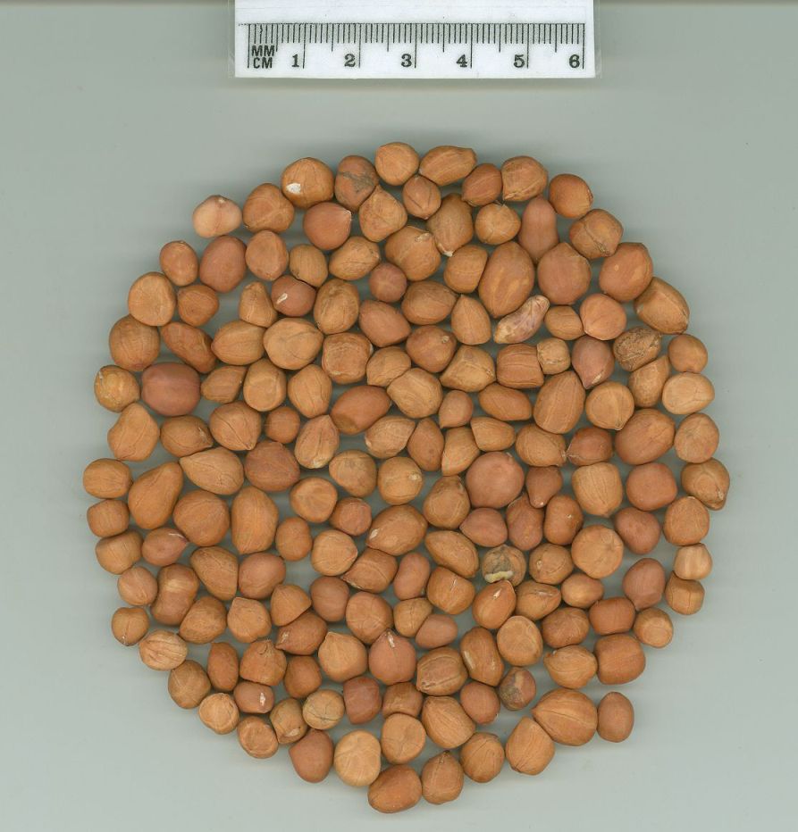 Click for 1 image(s) for this accession. SEED