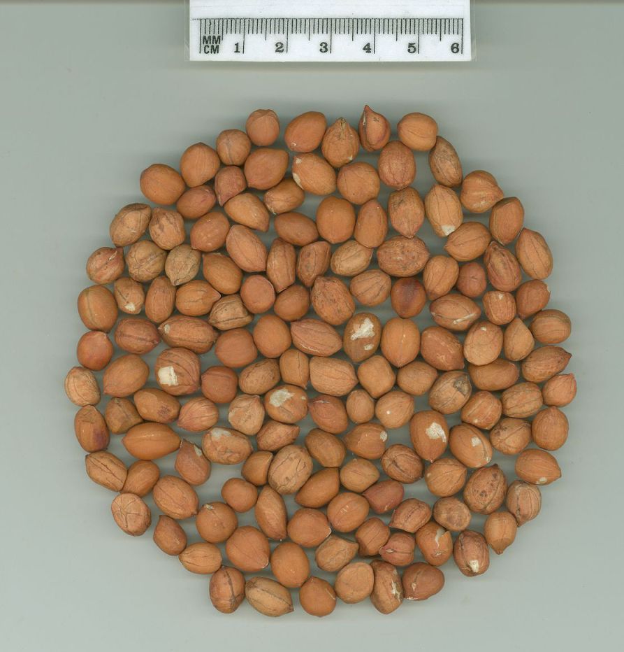 Click for 1 image(s) for this accession. SEED