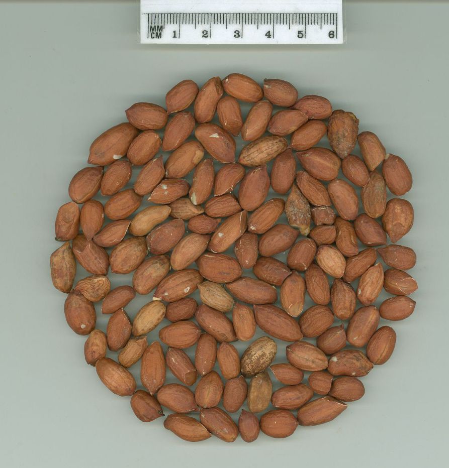 Click for 1 image(s) for this accession. SEED