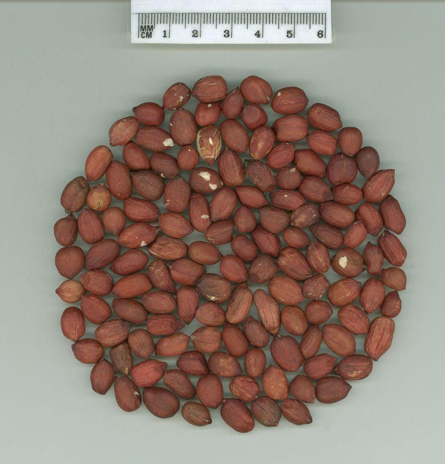 Click for 1 image(s) for this accession. SEED