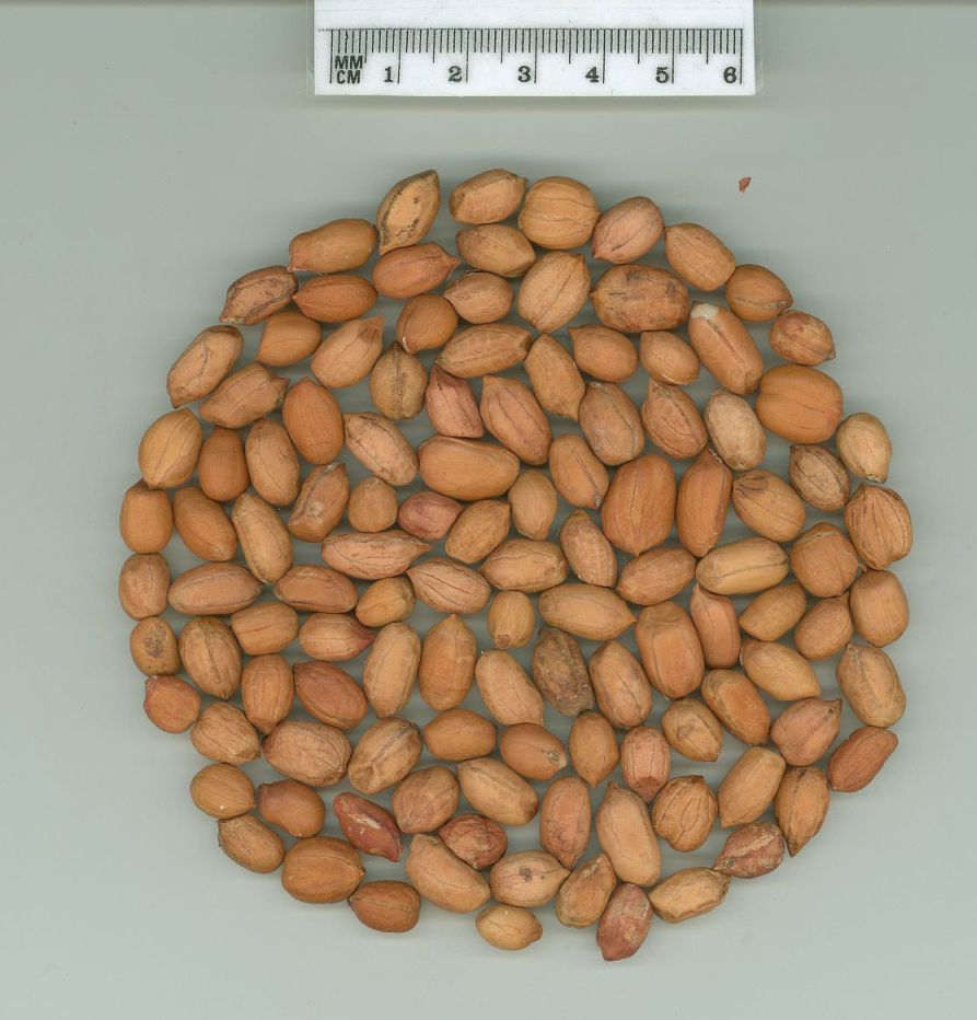 Click for 1 image(s) for this accession. SEED