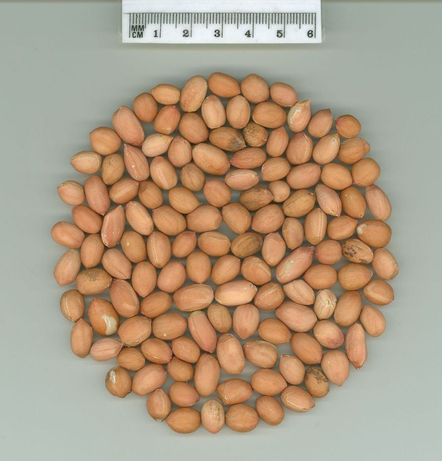 Click for 1 image(s) for this accession. SEED