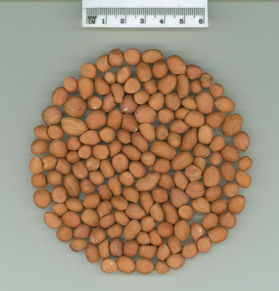 Click for 1 image(s) for this accession. SEED