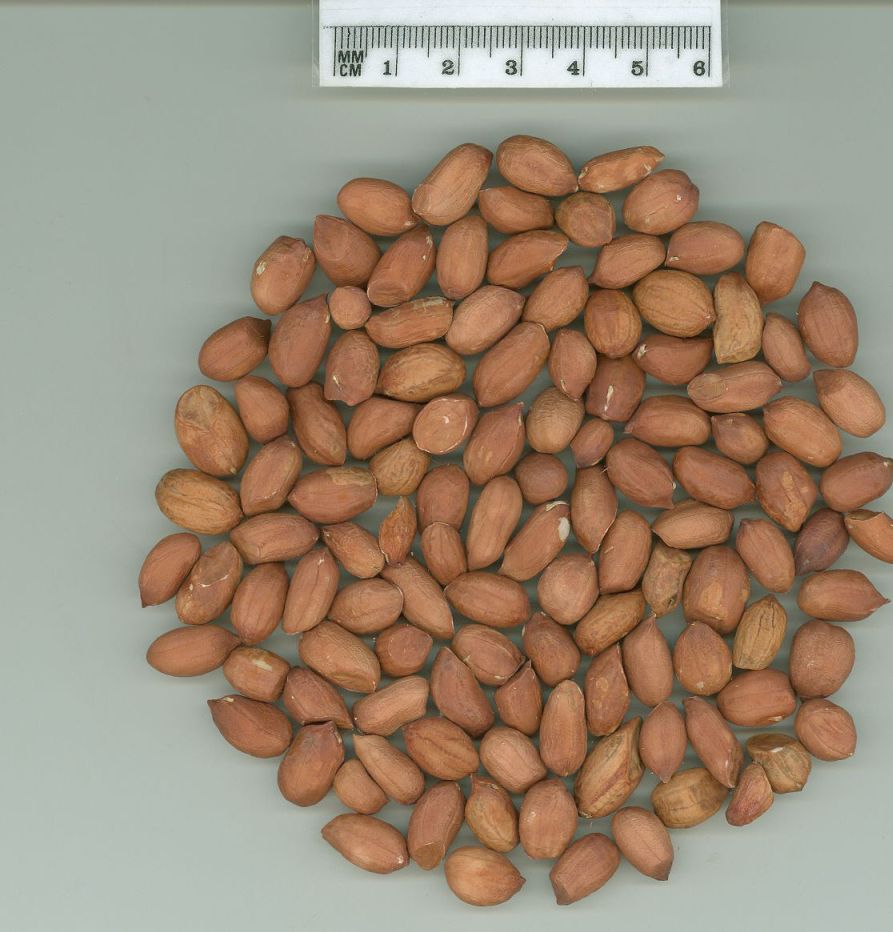 Click for 1 image(s) for this accession. SEED