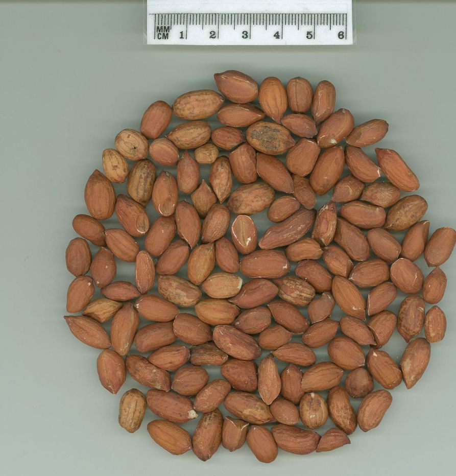 Click for 1 image(s) for this accession. SEED