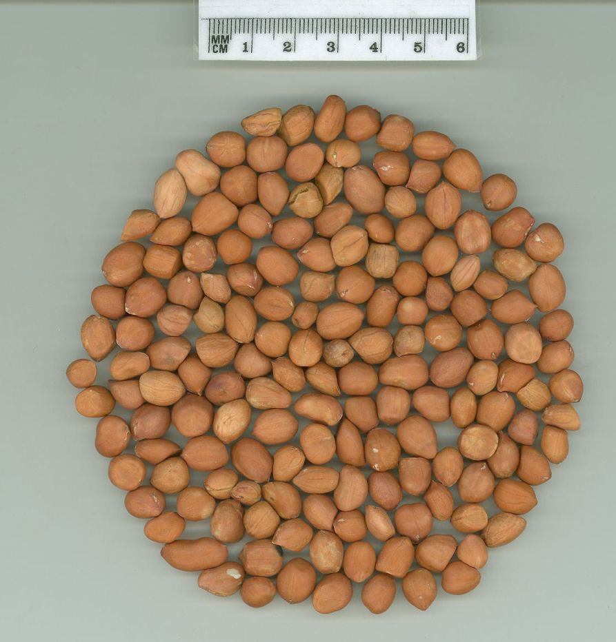 Click for 1 image(s) for this accession. SEED