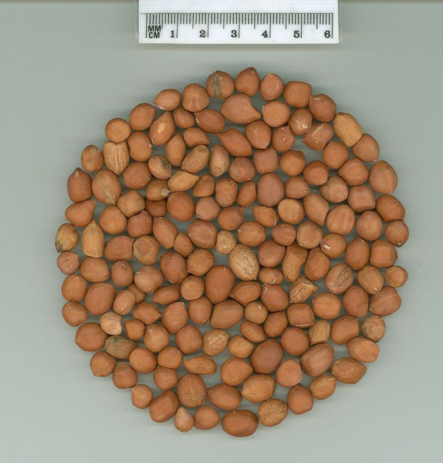 Click for 1 image(s) for this accession. SEED
