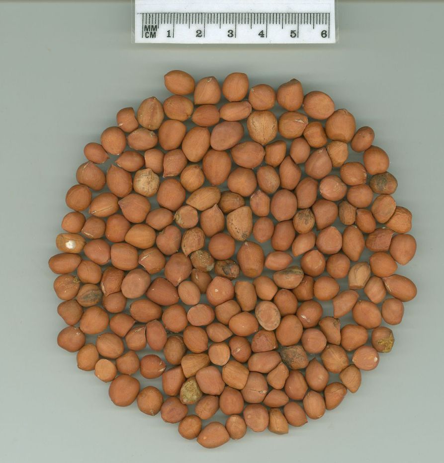 Click for 1 image(s) for this accession. SEED