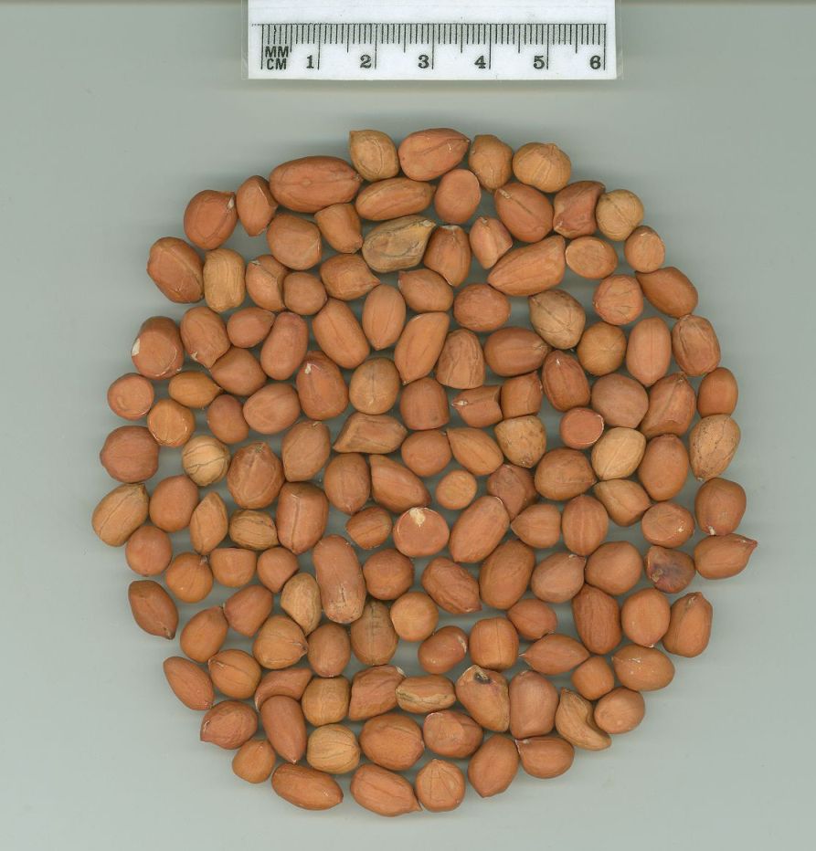 Click for 1 image(s) for this accession. SEED