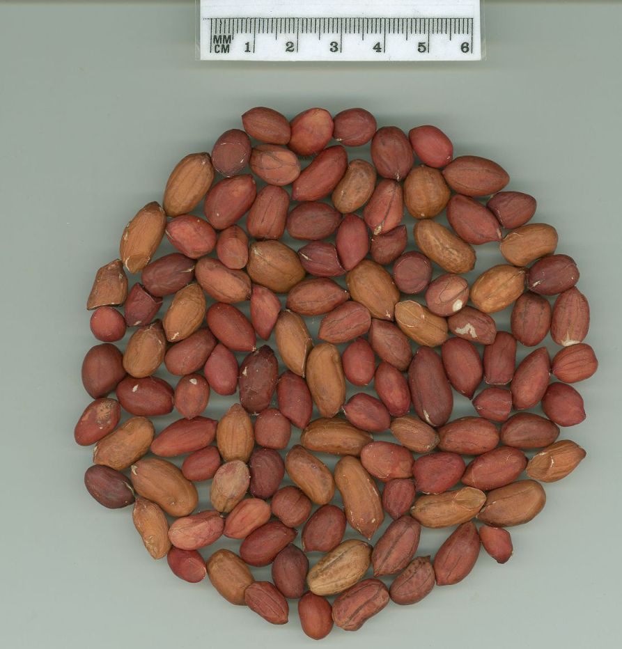 Click for 1 image(s) for this accession. SEED