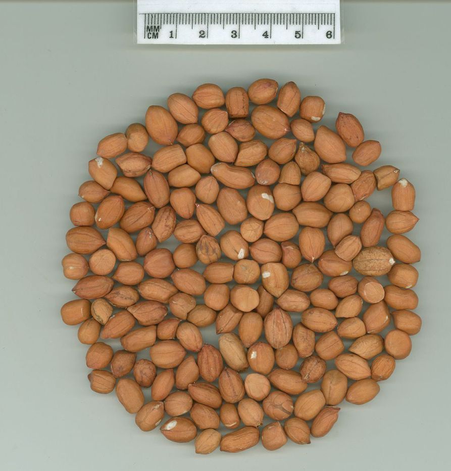 Click for 1 image(s) for this accession. SEED