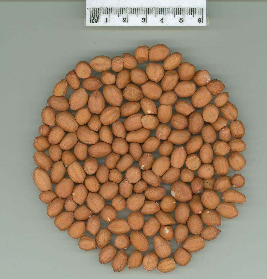 Click for 1 image(s) for this accession. SEED