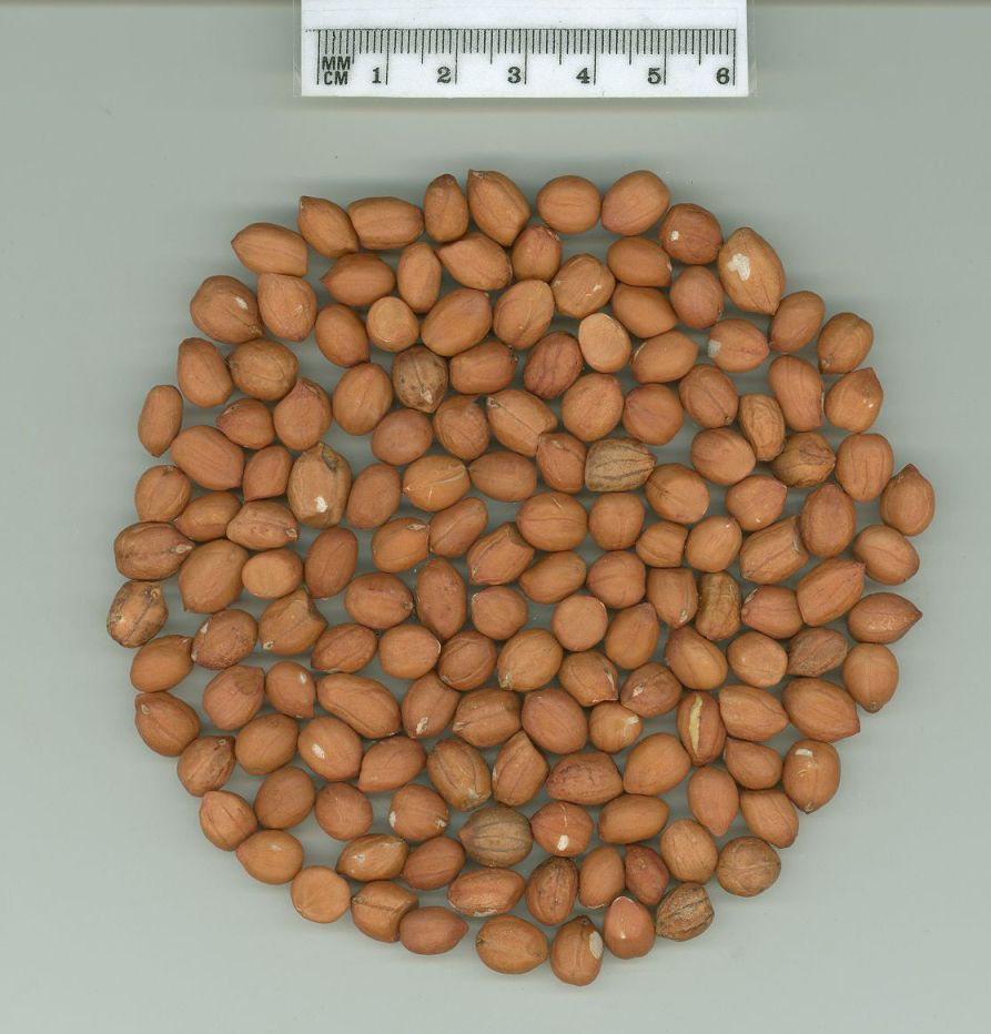 Click for 1 image(s) for this accession. SEED