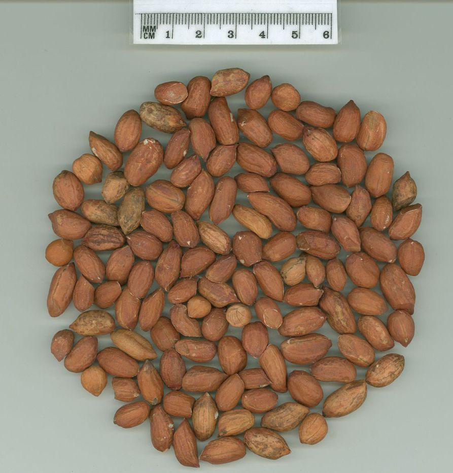 Click for 1 image(s) for this accession. SEED