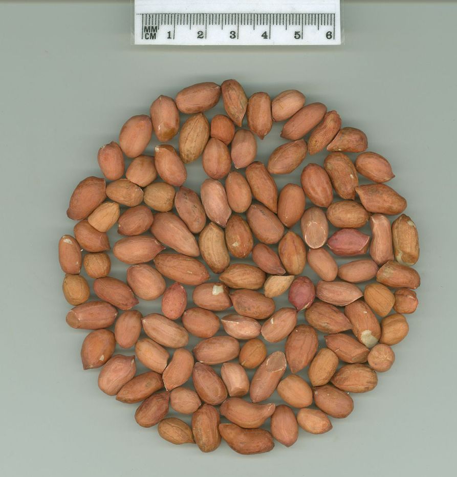 Click for 1 image(s) for this accession. SEED
