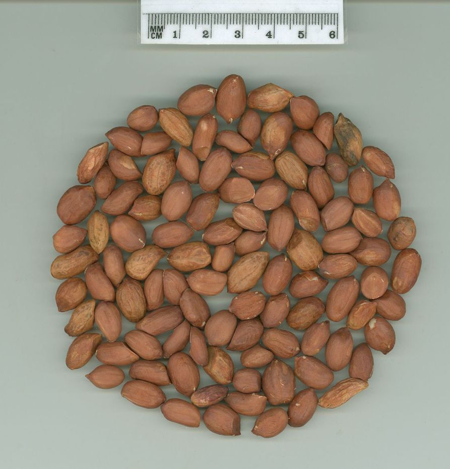 Click for 1 image(s) for this accession. SEED