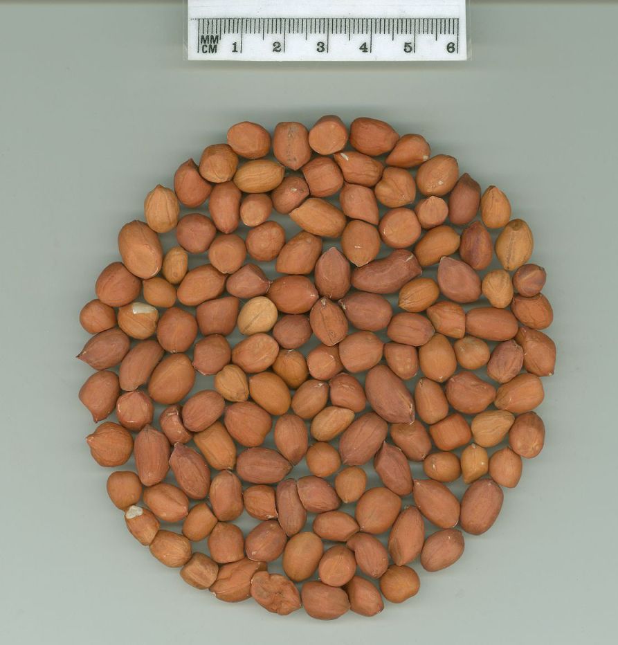 Click for 1 image(s) for this accession. SEED