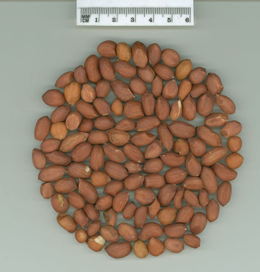 Click for 1 image(s) for this accession. SEED