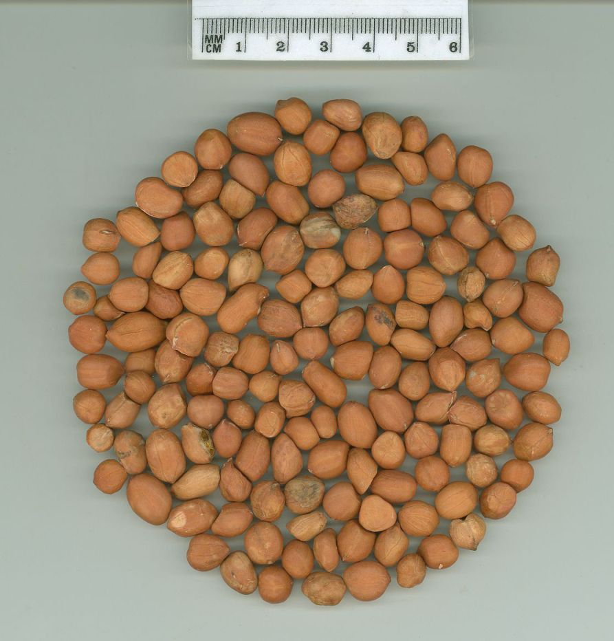Click for 1 image(s) for this accession. SEED