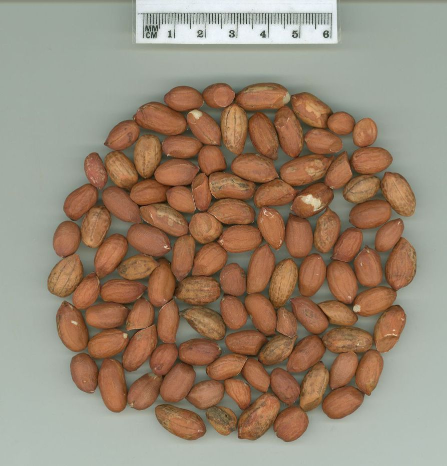 Click for 1 image(s) for this accession. SEED