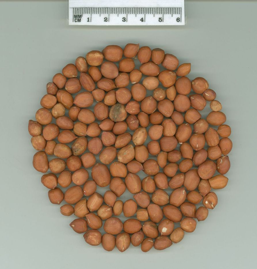 Click for 1 image(s) for this accession. SEED