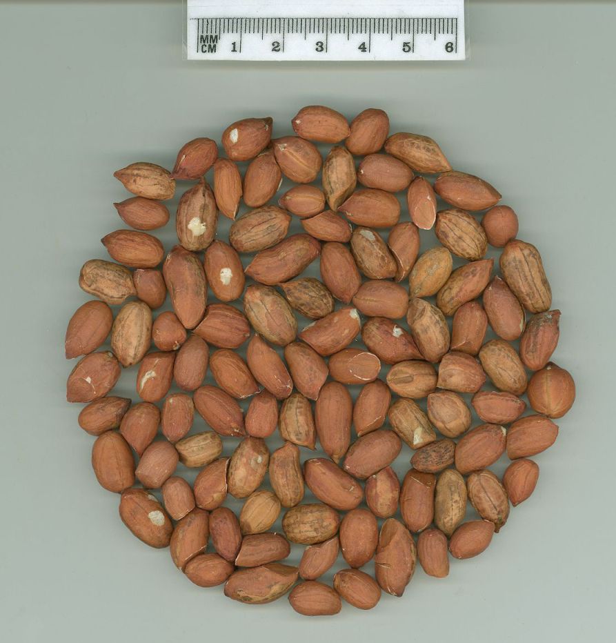 Click for 1 image(s) for this accession. SEED