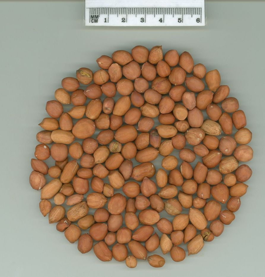 Click for 1 image(s) for this accession. SEED