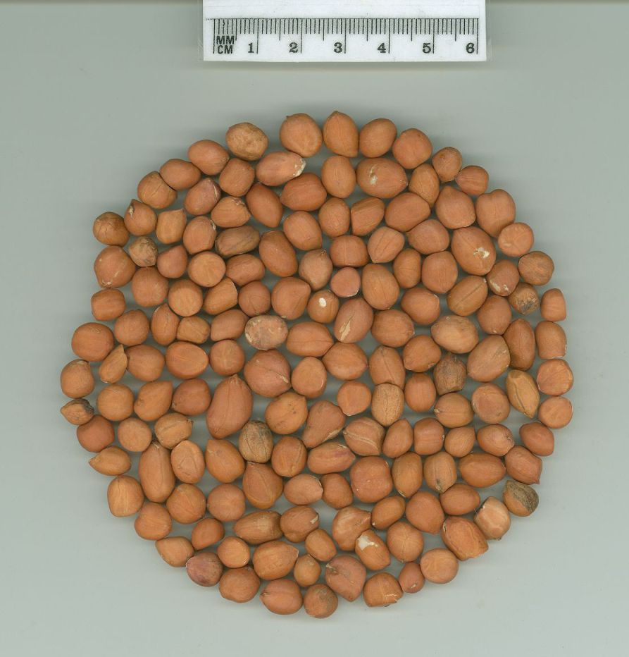Click for 1 image(s) for this accession. SEED